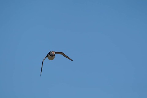 Atlantic puffin