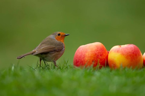 European robin