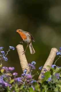 European robin