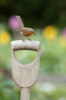 European robin