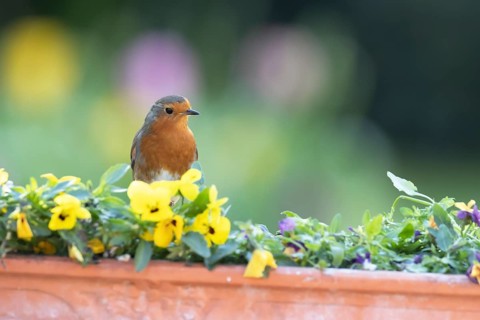European robin