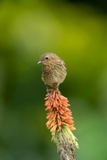 European robin