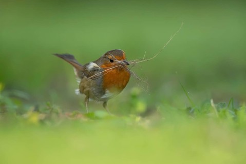 European robin