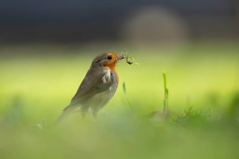 European robin