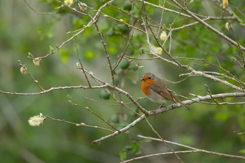 European robin