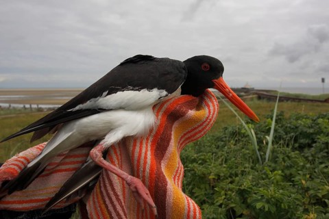 Eurasian oystercatcher