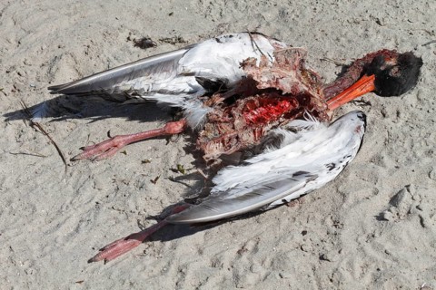 Discovery of a dead eurasian oystercatcher