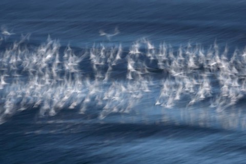 Sandwich tern