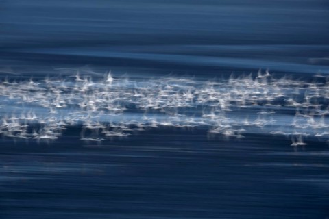 Sandwich tern