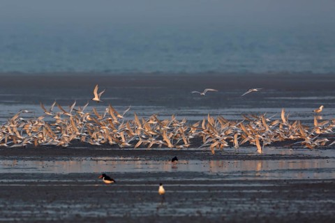 Sandwich tern