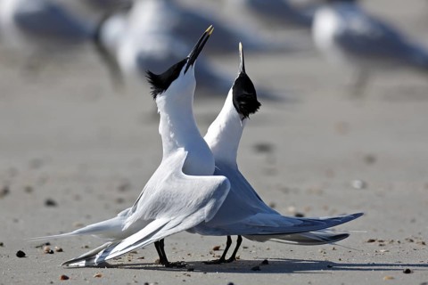 Sandwich tern