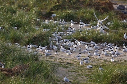 Sandwich tern