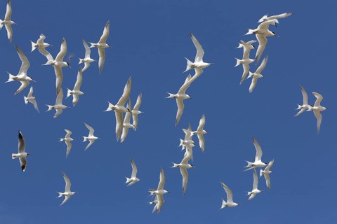 Sandwich Tern