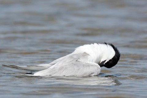 Sandwich tern