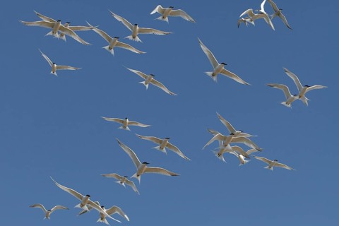 Sandwich Tern