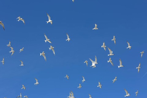 Sandwich Tern