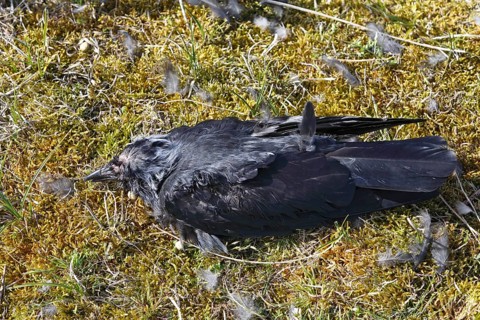 Discovery of a dead western jackdaw