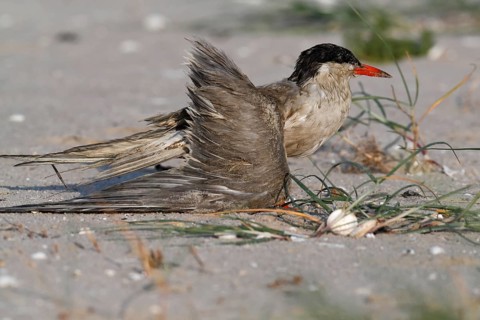 Common Tern