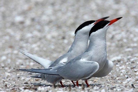 Arctic Arctic Tern
