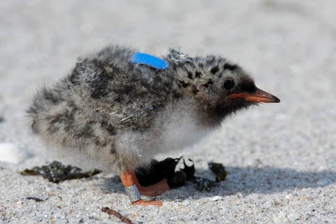 Arctic Arctic Tern