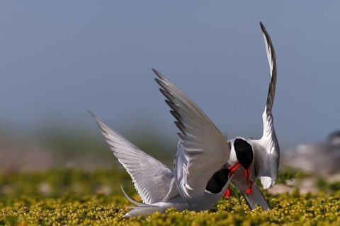 Arctic Arctic Tern