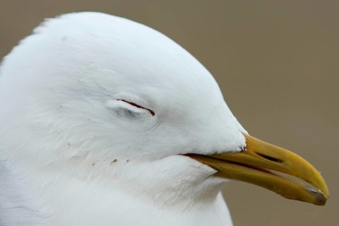 Live find of a common gull