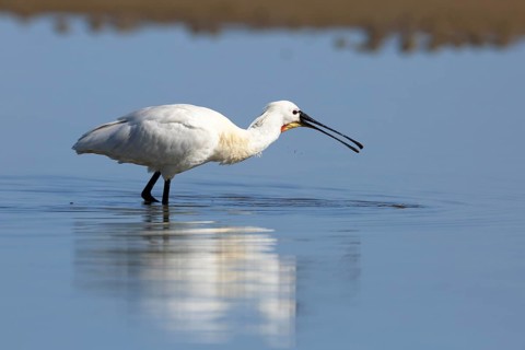 Spoonbill