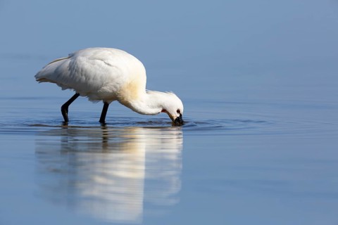 Spoonbill