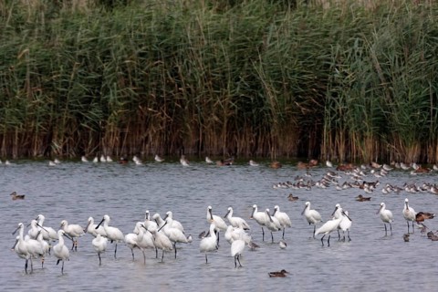 Spoonbill