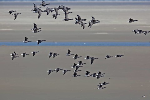 Brant goose