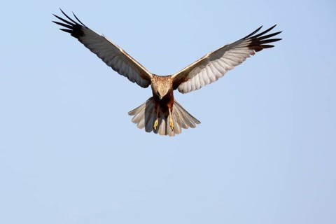 Western marsh-harrier