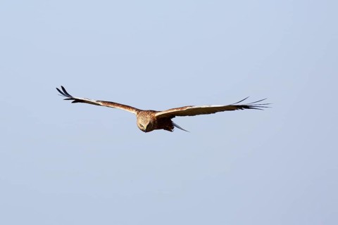 Western marsh-harrier