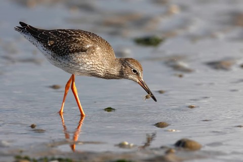 Common redshank