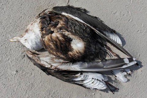Discovery of a dead herring gull