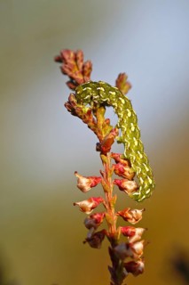 Caterpillar of the heather colourful owl