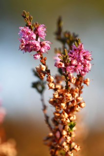 Close-up of the flower of the common heather