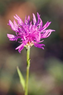 Flowering brown knapweed