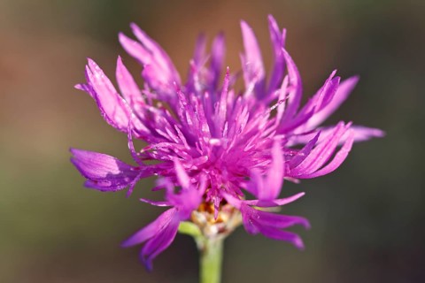 Flowering brown knapweed