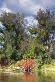 Autumn in the floodplain