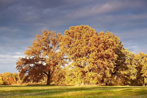 Group of trees in a meadow in the evening light in autumn