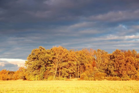 Group of trees in a meadow in the evening light in autumn