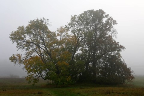 Group of trees in a meadow in autumn fog