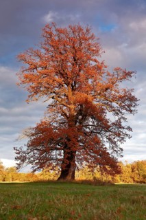 Old solitary oak trees in a meadow in the evening light with autumn leaves