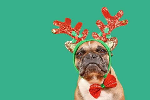 Cute French Bulldog dog wearing Christmas reindeer antler headband and bow tie in front of green background with copy space