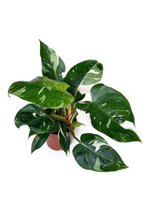 Tropical 'Philodendron White Princess' houseplant with white variegation with spots in front of white background