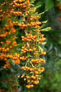 Yellow firethorn