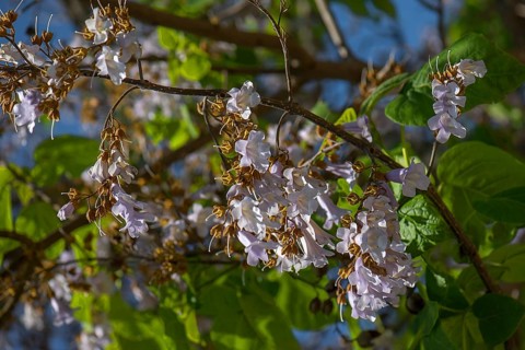 Flowers and seed stalk of the empress tree