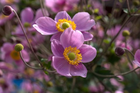 Flowers of an chinese anemone