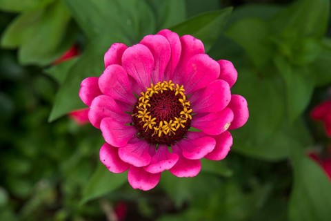 Flower of a zinnia