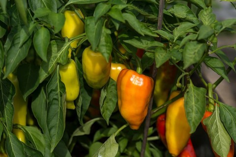 Sweet pepper